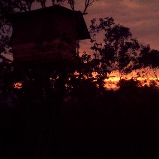 Rumah Pohon 2*